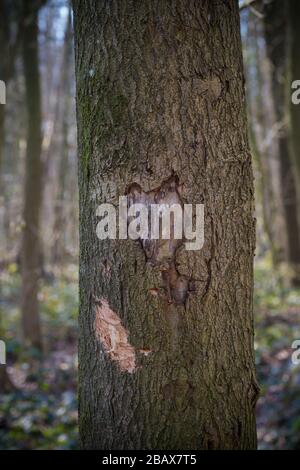forma di terra scolpita in un albero Foto Stock