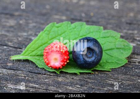Un unico mirtillo, fragola selvatica e foglie di limone balsamo su vecchio teble quercia, macro shot Foto Stock