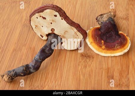 Due funghi Danoderma lucido o Reishi su tavola di legno di bambù, pronti per la preparazione di bevande curative Foto Stock