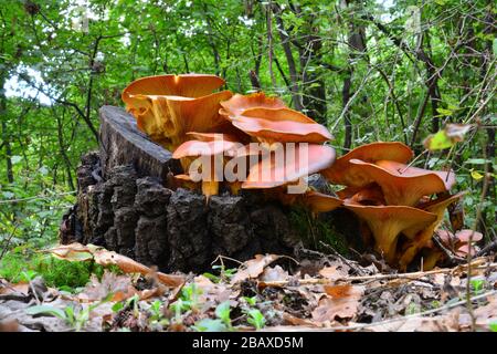 Jack o'Lantern o Omphalotus olearius (lludenti) funghi in habitat naturale, su un ceppo di quercia, tossico ma bello, decorazione forestale Foto Stock