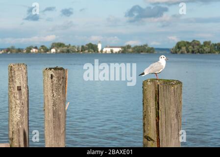 Un gabbiano seduto al Bollard di Pier Herrenchiemsee, Vista sull'Isola di Fraueninsel, Lago Chiemsee, Baviera/Germania Foto Stock