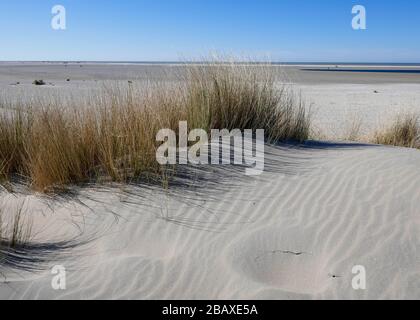 Erba sulle dune appena formate al progetto di Zandmotor a Kijkduin, Den Haag, Olanda Foto Stock