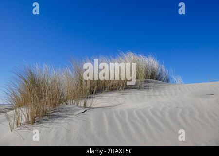 Erba sulle dune appena formate al progetto di Zandmotor a Kijkduin, Den Haag, Olanda Foto Stock