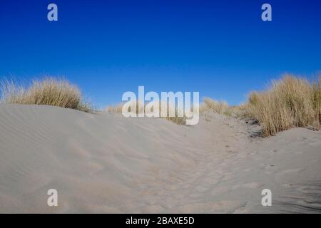 Erba sulle dune appena formate al progetto di Zandmotor a Kijkduin, Den Haag, Olanda Foto Stock