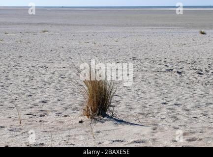 Erba sulle dune appena formate al progetto di Zandmotor a Kijkduin, Den Haag, Olanda Foto Stock