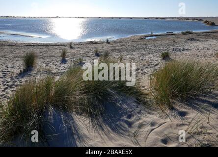 Piccolo progetto di dune di sabbia appena formato vicino a Zandmoter in Kijkduin, Olanda Foto Stock