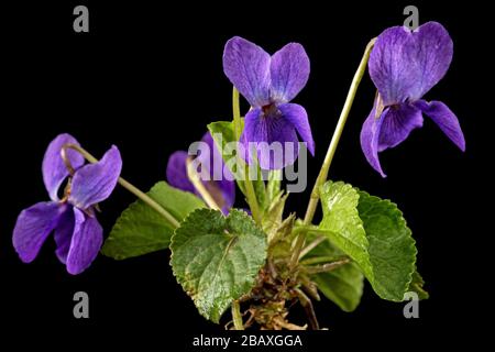 Fiori di viola, lat. Viola odorata, isolata su fondo nero Foto Stock