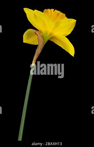 Fiore di Daffodil giallo (narcissus), isolato su sfondo nero Foto Stock