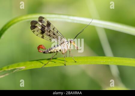 Scorpionfly maschile comune (Panorpa communis) che riposa su una foglia Foto Stock