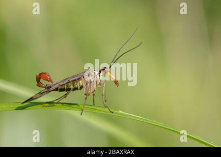 Scorpionfly maschile comune (Panorpa communis) che riposa su una foglia Foto Stock