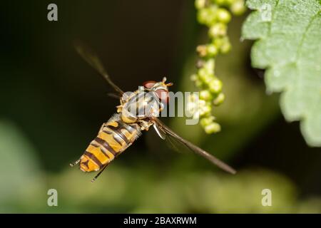 Allibra di marmalade (Episyrphus balteatus) che si librano vicino ad una pianta Foto Stock