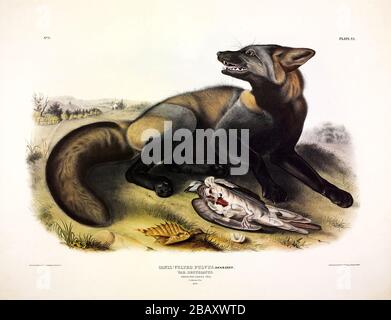 Piatto 6 americano Cross-Fox (Canis vulpes fulvus) dal viviparous Quadrupeds del Nord America, John James Audubon, molto alta risoluzione e qualità Foto Stock