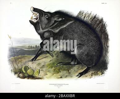 Piastra 31 Collaed Peccary (Dycoteles torquatus) i viviparosi Quadrupeds del Nord America, John James Audubon, immagine ad altissima risoluzione e di qualità Foto Stock