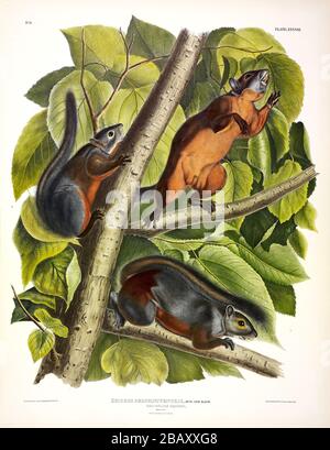 Piatto 38 Squirrel rosso-belled (Messicano Squirrel grigio) i Quadrupeds viviparous del Nord America John James Audubon, alta risoluzione e immagine di qualità Foto Stock