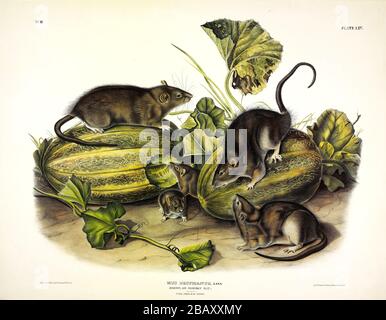 Piastra 54 marrone, o Norvegia, Rat (Mus Decumanus) i Quadrupeds viviparosi del Nord America, John James Audubon, immagine ad altissima risoluzione e di qualità Foto Stock