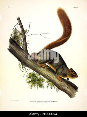 Piastra 55 scoiattolo dalla coda rossa (Fox Squirrel) i Quadrupeds viviparosi del Nord America, John James Audubon, immagine modificata di qualità ad altissima risoluzione Foto Stock