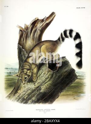 Piatto 98 BBassaris (Bassaris Astuta) (Ringtail) i Quadrupie viviparosi del Nord America, John James Audubon, immagine ad altissima risoluzione Foto Stock