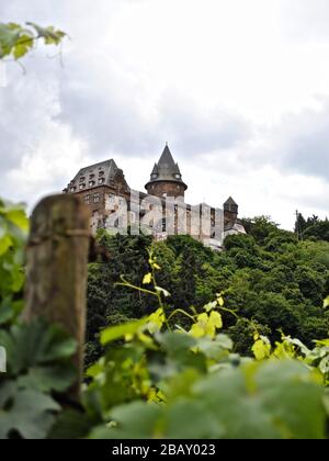Castello di Stahleck (Burg Stahleck significa castello su una falesia) visto attraverso viti a Bacharach in Renania-Palatinato, Germania. Castello fortificato Foto Stock