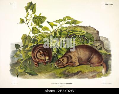 Plate 107 Lewis' Marmot (Marmott con decorazioni gialle) i Quadrupie viviparosi del Nord America, John James Audubon, immagine a modifica di alta qualità ad alta risoluzione Foto Stock