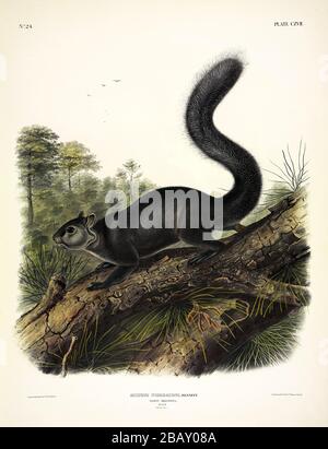 Piastra 117 Squirrel Dusky (Rosso-belled o Messicano Squirrel grigio) i Quadrupie viviparous del Nord America, John James Audubon, immagine ad alta risoluzione Foto Stock