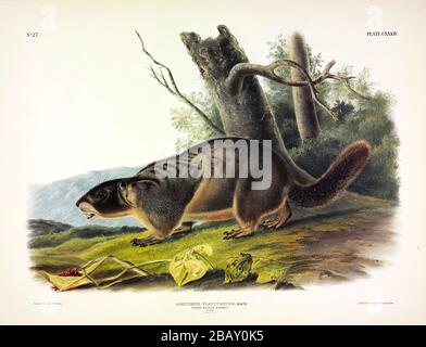 Piatto 134 Marmot dal vivo Quadrupie del Nord America, John James Audubon, immagine a editing di altissima risoluzione e qualità Foto Stock