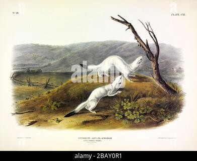 Plate 140 Little nimble Weasel (Putorius Agiles) i viviparosi Quadrupeds del Nord America, John James Audubon, immagine di qualità ad altissima risoluzione Foto Stock