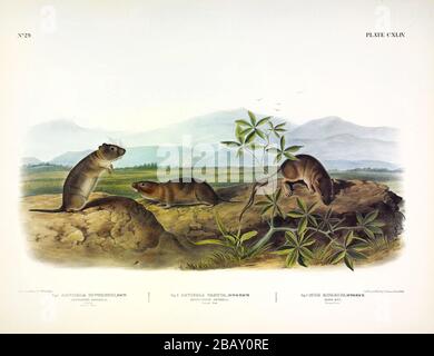 Plate 144 Arvicola di Townsend, Sharp-nosed Arvicola, Bank Rat - i Quadrupie viviparosi del Nord America John James Audubon, immagine ad alta risoluzione Foto Stock