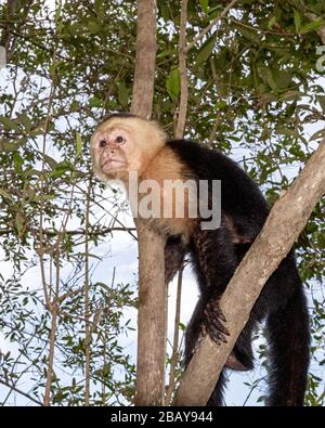 Una scimmia cappuccina bianca (imitatore Cebus) nelle mangrovie di Isla Damas in Costa Rica. Foto Stock