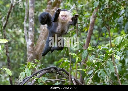 Una scimmia cappuccina bianca (imitatore Cebus) salta attraverso le cime degli alberi nella foresta nube del Costa Rica. Foto Stock