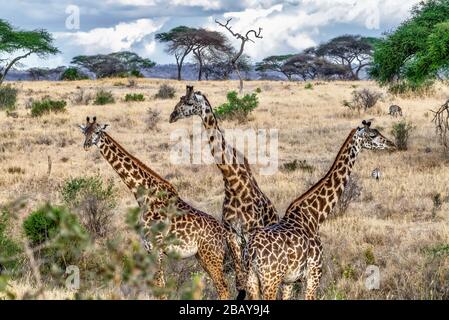 Bellissimo scatto di tre giraffe carine nel campo con alberi e il cielo blu sullo sfondo Foto Stock