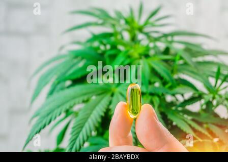 Tenere a mano la capsula di olio CBD contro la pianta di Marijuana, concetto di marijuana medica Foto Stock