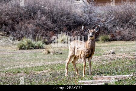 Giovane cervo in piedi su un cortile anteriore in Colorado Foto Stock