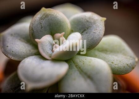 Primo piano di piccoli cactus con messa a fuoco selettiva morbida, sfondo sfocato e alcuni dettagli in primo piano. Scatto Super macro. Foto Stock