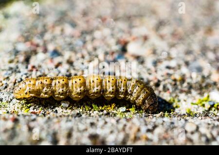 Caterpillar strisciando a terra durante il giorno Foto Stock