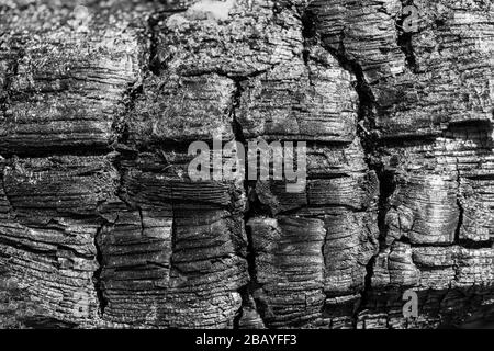 Legno bruciato plank texture sfondo Foto Stock