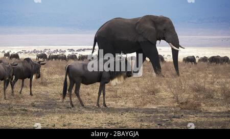 un elefante al cratere di ngorongoro, parte dell'area protetta di ngorongoro Foto Stock