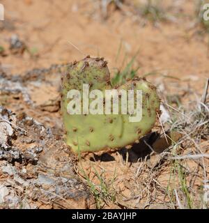 cactus a forma di cuore di pera spinosa Foto Stock