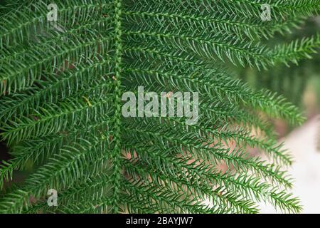 Primo piano di araucaria eterofilla. Giovane e soffice ramo verde di abete o pino. Sfondo natura o concetto di fondo. Elemento di Natale, anno nuovo Foto Stock