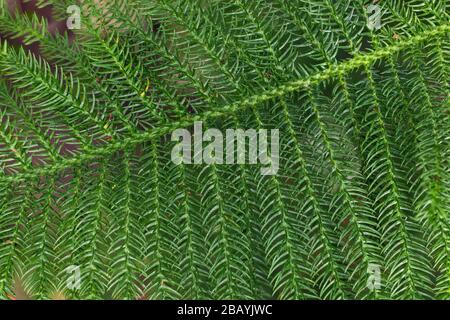 Vista ravvicinata del giovane e soffice ramo di abete verde. Norfolk Island pino, araucaria eterofilla. Sfondo natura o concetto di fondo. Elemento di C Foto Stock