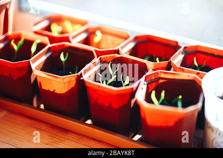 piantine di pepe di paprika piantano su davanzale della finestra in pentole di plastica marrone Foto Stock