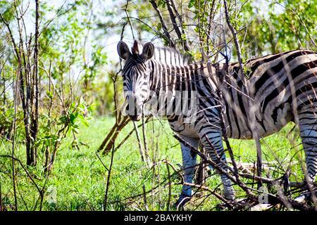 un look zebra Foto Stock