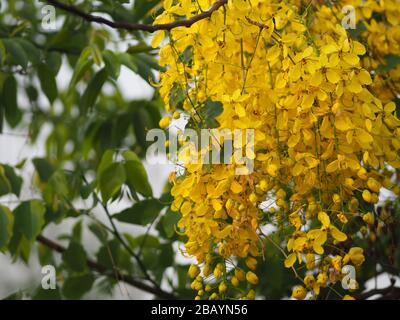 Cassia fistula, Golden Shower Tree, Ratchaphruek giallo fiori di colore in piena fioritura con gocce di pioggia dopo pioggia bello in giardino sfocato di natu Foto Stock