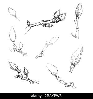 Set di magnolia fiore gemme disegno a mano. Elegante schizzo bianco e nero. Illustrazione Vettoriale