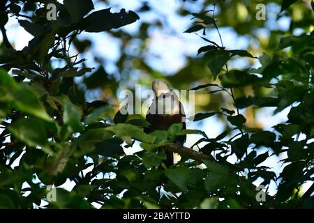 Bianco Crested Laughingthrush (garrulax leucolophus), Pangot, India Foto Stock