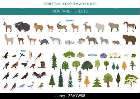 Bioma della foresta di montane, infografica della regione naturale. Mappa del mondo dell'ecosistema terrestre. Animali, uccelli e vegetazioni ecosistema insieme di progettazione. Illustrazione vettore Illustrazione Vettoriale