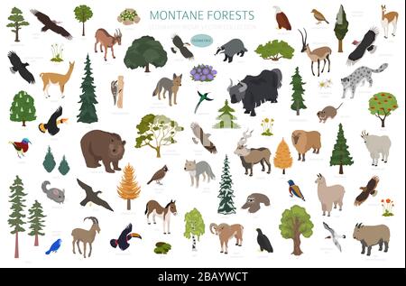 Bioma della foresta di montane, infografica della regione naturale. Versione isometrica. Mappa del mondo dell'ecosistema terrestre. Animali, uccelli e vegetazioni progettazione ecosistema Illustrazione Vettoriale