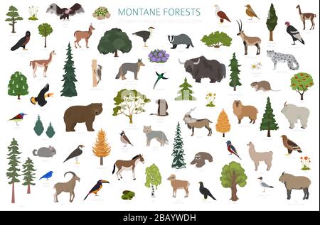 Bioma della foresta di montane, infografica della regione naturale. Mappa del mondo dell'ecosistema terrestre. Animali, uccelli e vegetazioni ecosistema insieme di progettazione. Illustrazione vettore Illustrazione Vettoriale