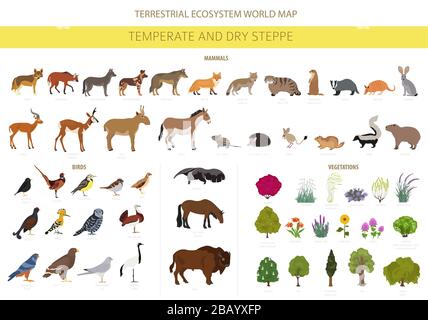 Bioma steppa temperato e secco, infografica naturale. Prarie, steppa, prateria, pampas. Mappa del mondo dell'ecosistema terrestre. Animali, uccelli e veg Illustrazione Vettoriale