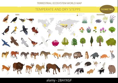 Bioma steppa temperato e secco, infografica isometrica della regione naturale. Prarie, steppa, prateria, pampas. Mappa del mondo dell'ecosistema terrestre. Animali, bir Illustrazione Vettoriale