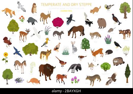 Bioma steppa temperato e secco, infografica isometrica della regione naturale. Prarie, steppa, prateria, pampas. Mappa del mondo dell'ecosistema terrestre. Animali, bir Illustrazione Vettoriale